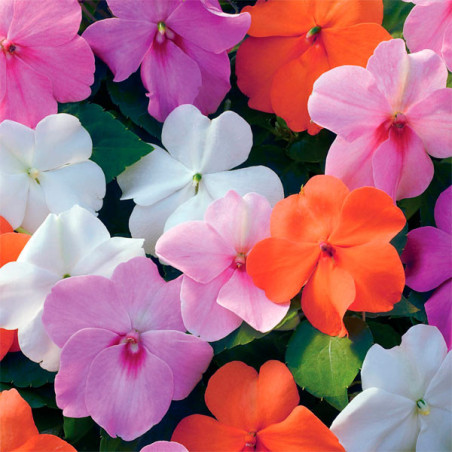  Balsamina 1000 Semillas Impatiens wallerana Xtreme Pastel Mix, Flor, Maceta, Syngenta 103.389831 Balsamina 1000 Semillas Impati