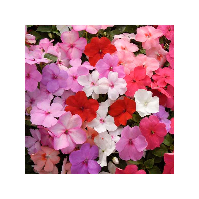  Balsamina 1000 Semillas Impatiens walleriana Balance Full Mix, Flor, Maceta, Syngenta Hemgenetics 103.389831 Balsamina 1000 Sem