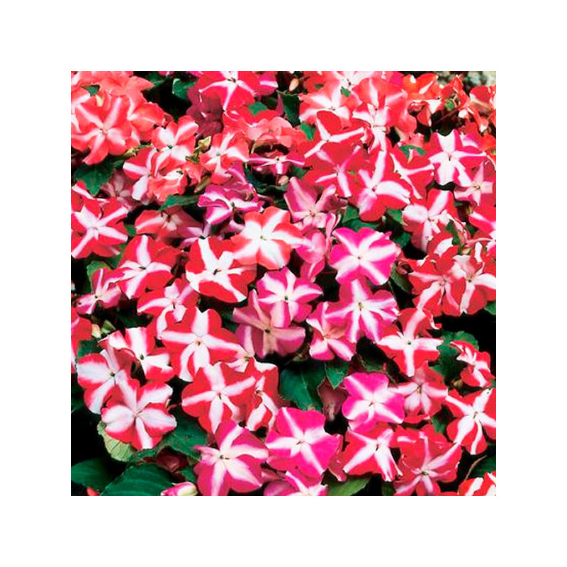  Balsamina 1000 Semillas Impatiens walleriana Balance Mix Star, Flor, Maceta, Hemgenetics 103.389831 Balsamina 1000 Semillas Imp