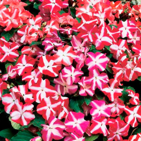  Balsamina 1000 Semillas Impatiens walleriana Balance Mix Star, Flor, Maceta, Hemgenetics 103.389831 Balsamina 1000 Semillas Imp