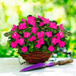  Balsamina 1000 Semillas Impatiens walleriana Lollipop Pomegranate Carmine, Flor, Maceta, Benary 103.389831 Balsamina 1000 Semil