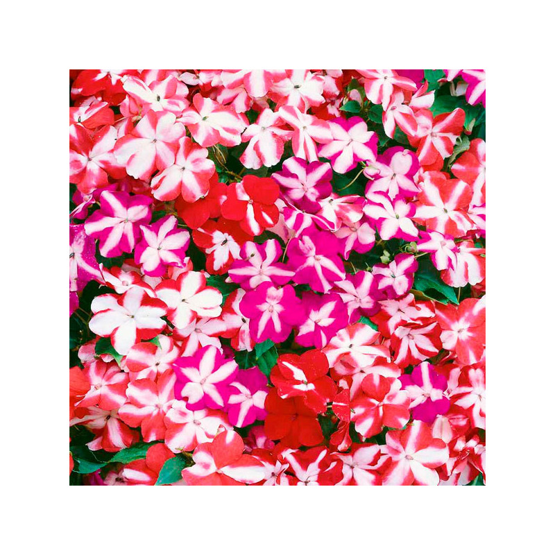  Balsamina 1000 Semillas Impatiens wallerana Accent Mix Star, Flor, Maceta, Syngenta 103.389831 Balsamina 1000 Semillas Impatien