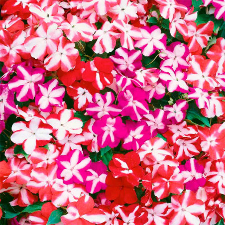  Balsamina 1000 Semillas Impatiens wallerana Accent Mix Star, Flor, Maceta, Syngenta 103.389831 Balsamina 1000 Semillas Impatien