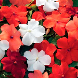  Balsamina 1000 Semillas Impatiens wallerana Xtreme Hot Mix, Flor, Maceta, Syngenta 103.389831 Balsamina 1000 Semillas Impatiens