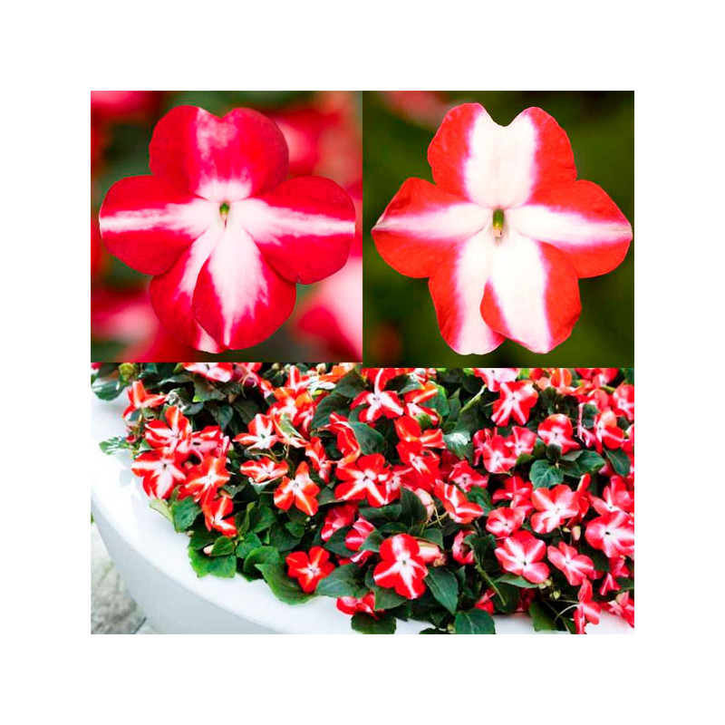  Balsamina 1000 Semillas Impatiens wallerana Imara XDR XL Star Mix, Flor, Maceta, Syngenta 103.389831 Balsamina 1000 Semillas Im
