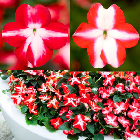  Balsamina 1000 Semillas Impatiens wallerana Imara XDR XL Star Mix, Flor, Maceta, Syngenta 103.389831 Balsamina 1000 Semillas Im