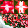 Balsamina 1000 Semillas Impatiens wallerana Imara XDR XL Star Mix, Flor, Maceta, Syngenta 103.389831 Balsamina 1000 Semillas Im