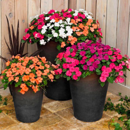  Balsamina 1000 Semillas Impatiens wallerana Lollipop Maxi Mix, Flor, Maceta, Benary 122.000001 Balsamina 1000 Semillas Impatien
