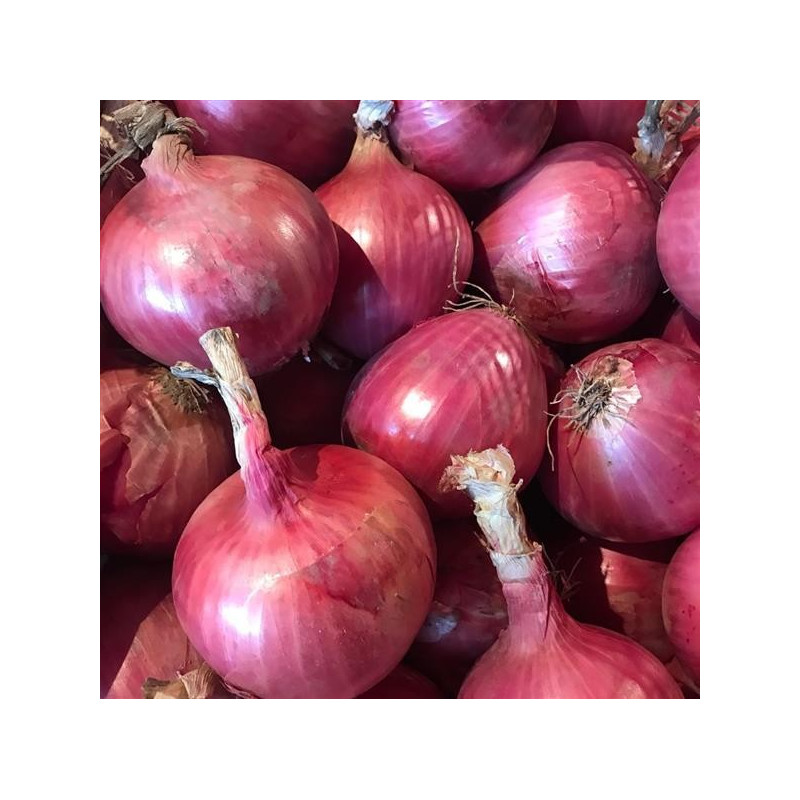  Cebolla Noam 1lb, Semillas de cebolla roja dias largos siembra primavera verano, Hazera 566 Cebolla Noam 1lb, Semillas de cebol