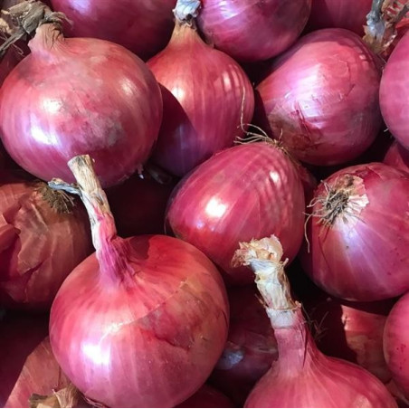  Cebolla Noam 1lb, Semillas de cebolla roja dias largos siembra primavera verano, Hazera 566 Cebolla Noam 1lb, Semillas de cebol