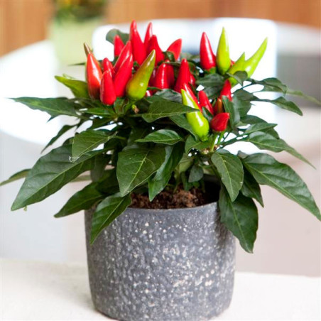  Aji Ornamental 100 Semillas Capsicum annuum Salsa XP Red, Flor, Maceta, Panamerican Ball Seed 57.627119 Aji Ornamental 100 Semi