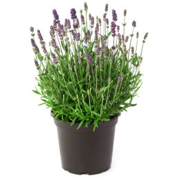  Lavanda 1000 Semillas Lavandula angustifolia Hidcote Blue Apex, Flor, Maceta, Benary 74.576271 Lavanda 1000 Semillas Lavandula 
