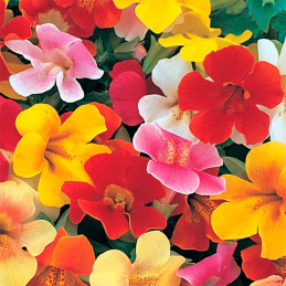  Flor-Mono 1000 Semillas Mimulus x hybridus Mix Ball Magic, Flor, Maceta, Ball Seed 80.508475 Flor-Mono 1000 Semillas Mimulus x 