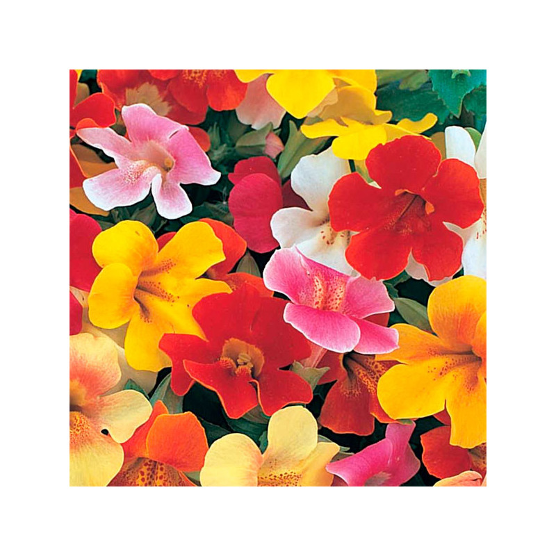  Flor-Mono 1000 Semillas Mimulus x hybridus Mix Ball Magic, Flor, Maceta, Ball Seed 80.508475 Flor-Mono 1000 Semillas Mimulus x 