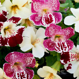  Flor-Mono 1000 Semillas Mimulus x hybridus Magic Mix Spring Blossom, Flor, Maceta, Syngenta Ball Seed 80.508475 Flor-Mono 1000 