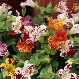  Flor-Mono 1000 Semillas Mimulus x hybridus Magic Blotch Mix PLT, Flor, Maceta, Syngenta 91.525424 Flor-Mono 1000 Semillas Mimul