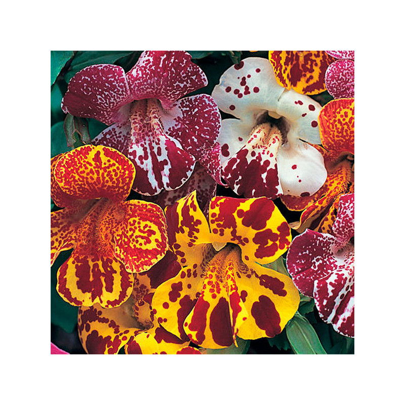  Flor-Mono 1000 Semillas Mimulus x hybridus Magic Blotch Mix PLT, Flor, Maceta, Syngenta 91.525424 Flor-Mono 1000 Semillas Mimul