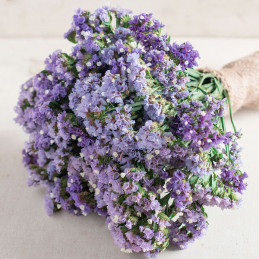  Limonio 1000 Semillas Limonium sinuatum Statice Seeker Blue Pastel, Flor, Corte, Panamerican Ball Seed 81 Limonio 1000 Semillas