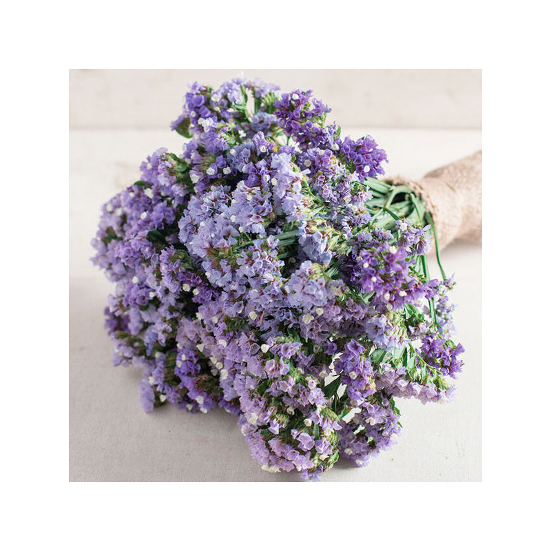  Limonio 1000 Semillas Limonium sinuatum Statice Seeker Blue Pastel, Flor, Corte, Panamerican Ball Seed 81 Limonio 1000 Semillas
