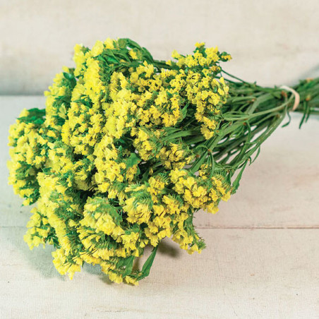  Limonio 1000 Semillas Limonium sinuatum Statice Qis Yellow, Flor, Corte, Panamerican Ball Seed 68.644068 Limonio 1000 Semillas 