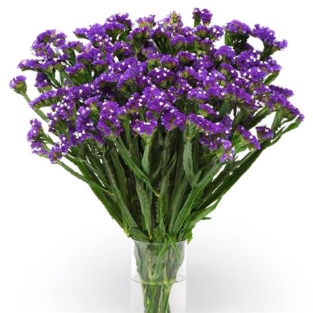  Limonio 5000 Semillas Limonium sinuatum Statice Qis Blue Dark, Flor, Corte, Panamerican Ball Seed 240.677966 Limonio 5000 Semil