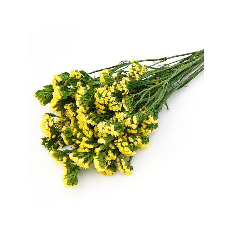  Limonio 1000 Semillas Limonium sinuatum Statice Seeker Yellow, Flor, Corte, Panamerican Ball Seed 68.644068 Limonio 1000 Semill