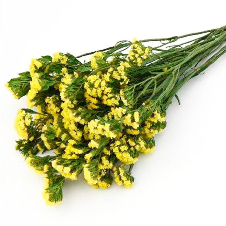  Limonio 1000 Semillas Limonium sinuatum Statice Seeker Yellow, Flor, Corte, Panamerican Ball Seed 68.644068 Limonio 1000 Semill