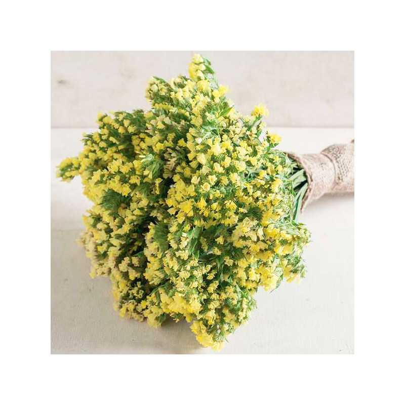  Limonio 5000 Semillas Limonium sinuatum Statice Seeker Yellow Light, Flor, Corte, Panamerican Ball Seed 245.762712 Limonio 5000