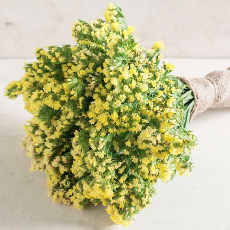  Limonio 5000 Semillas Limonium sinuatum Statice Seeker Yellow Light, Flor, Corte, Panamerican Ball Seed 245.762712 Limonio 5000