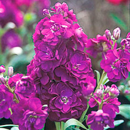  Alheli 1000 Semillas Matthiola incana Harmony Violet, Flor, Maceta, Panamerican Ball Seed 74.576271 Alheli 1000 Semillas Matthi