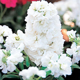  Alheli 1000 Semillas Matthiola incana Harmony White, Flor, Maceta, Panamerican Ball Seed 74.576271 Alheli 1000 Semillas Matthio