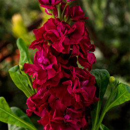 Alheli 1000 Semillas Matthiola incana Mime Red, Flor, Maceta, Sakata Ball Seed 74.576271 Alheli 1000 Semillas Matthiola incana 
