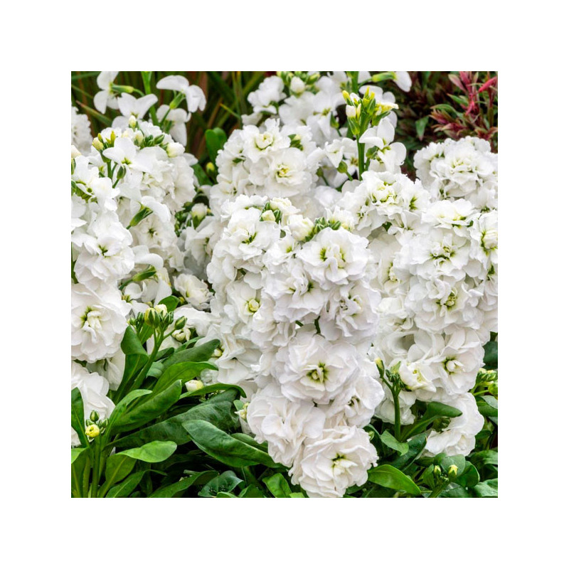  Alheli 1000 Semillas Matthiola incana Mime White, Flor, Maceta, Sakata Ball Seed 74.576271 Alheli 1000 Semillas Matthiola incan