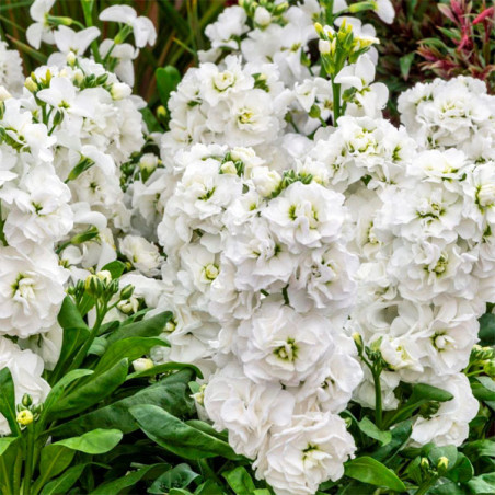  Alheli 1000 Semillas Matthiola incana Mime White, Flor, Maceta, Sakata Ball Seed 74.576271 Alheli 1000 Semillas Matthiola incan