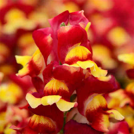  Dogo 1000 Semillas Antirrhinum majus Snapshot Red Bicolor PLT, Flor, Maceta, Panamerican Ball Seed 68.644068 Dogo 1000 Semillas