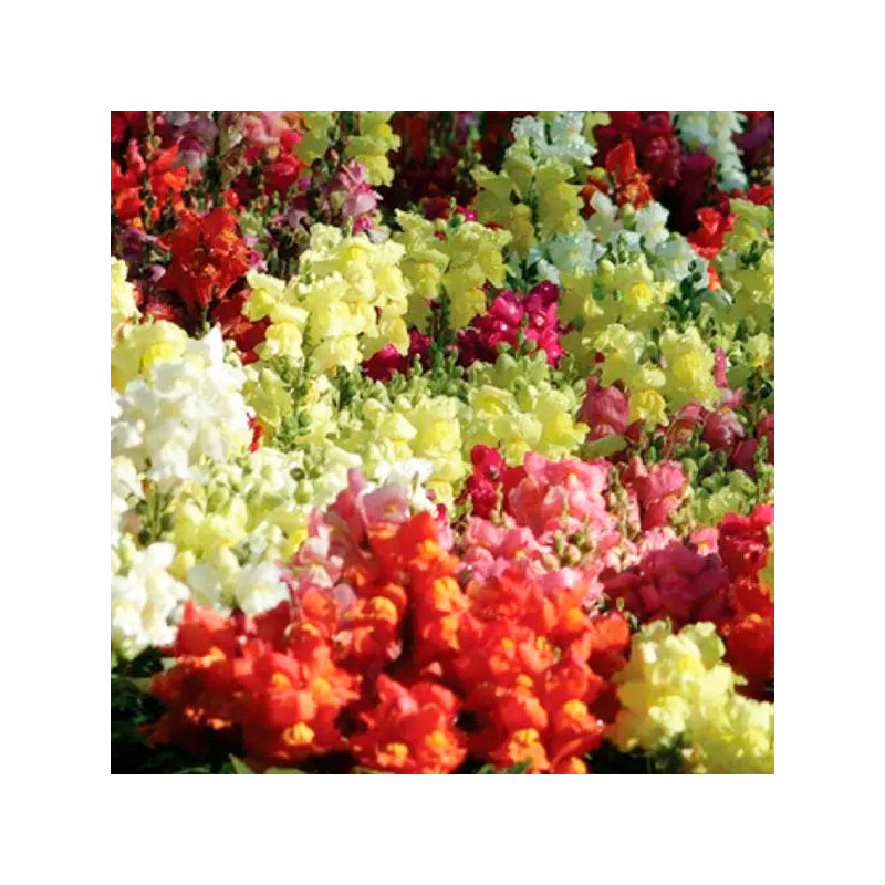  Dogo 1000 Semillas Antirrhinum majus Snapshot Mix PLT, Flor, Maceta, Panamerican Ball Seed 68.644068 Dogo 1000 Semillas Antirrh