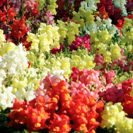  Dogo 1000 Semillas Antirrhinum majus Snapshot Mix PLT, Flor, Maceta, Panamerican Ball Seed 68.644068 Dogo 1000 Semillas Antirrh