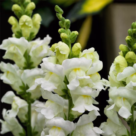Dogo 1000 Semillas Antirrhinum majus Sonnet White, Flor, Maceta, Panamerican Ball Seed FLOWER SEEDS-Dogo 1000 Semillas Antirrhin
