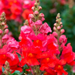  Dogo 1000 Semillas Antirrhinum majus Sonnet Orange Scarlet, Flor, Maceta, Panamerican Ball Seed 68.644068 Dogo 1000 Semillas An