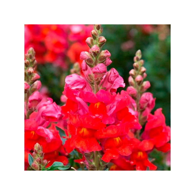  Dogo 1000 Semillas Antirrhinum majus Sonnet Orange Scarlet, Flor, Maceta, Panamerican Ball Seed 68.644068 Dogo 1000 Semillas An