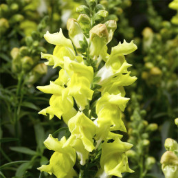  Dogo 1000 Semillas Antirrhinum majus Snaptastic Yellow, Flor, Maceta, Syngenta Ball Seed 68.644068 Dogo 1000 Semillas Antirrhin