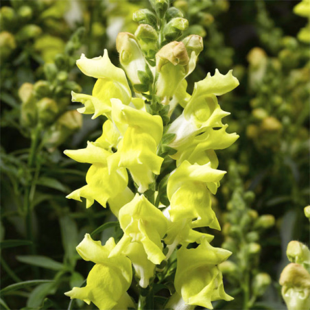 Dogo 1000 Semillas Antirrhinum majus Snaptastic Yellow, Flor, Maceta, Syngenta Ball Seed FLOWER SEEDS-Dogo 1000 Semillas Antirrh
