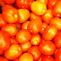  Tomate Bisonte 5000semillas, Semillas de tomate hibrido, Hazera 1547 Tomate Bisonte 5000semillas, Semillas de tomate hibrido, H