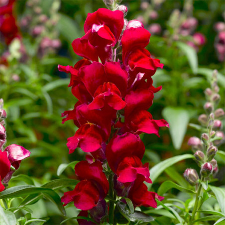  Dogo 1000 Semillas Antirrhinum majus Snaptastic Red PLT, Flor, Maceta, Syngenta Ball Seed 68.644068 Dogo 1000 Semillas Antirrhi