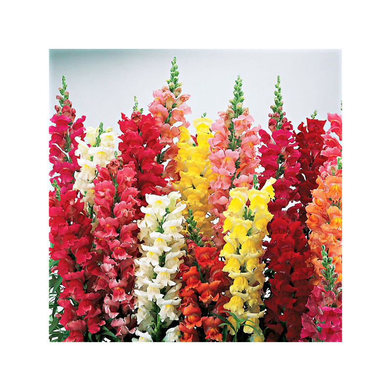  Dogo 1000 Semillas Antirrhinum majus Liberty Classic Mix, Flor, Maceta, Syngenta 68.644068 Dogo 1000 Semillas Antirrhinum majus