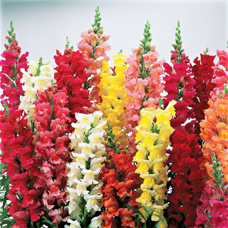  Dogo 1000 Semillas Antirrhinum majus Liberty Classic Mix, Flor, Maceta, Syngenta 68.644068 Dogo 1000 Semillas Antirrhinum majus
