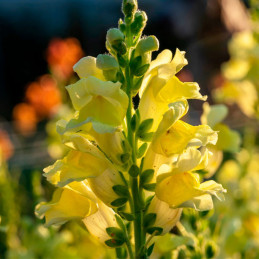  Dogo 1000 Semillas Antirrhinum majus Liberty Classic Yellow, Flor, Maceta, Syngenta 68.644068 Dogo 1000 Semillas Antirrhinum ma
