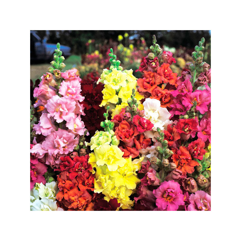  Dogo 1000 Semillas Antirrhinum majus Madame butterfly Mix, Flor, Maceta, Syngenta 77.966102 Dogo 1000 Semillas Antirrhinum maju