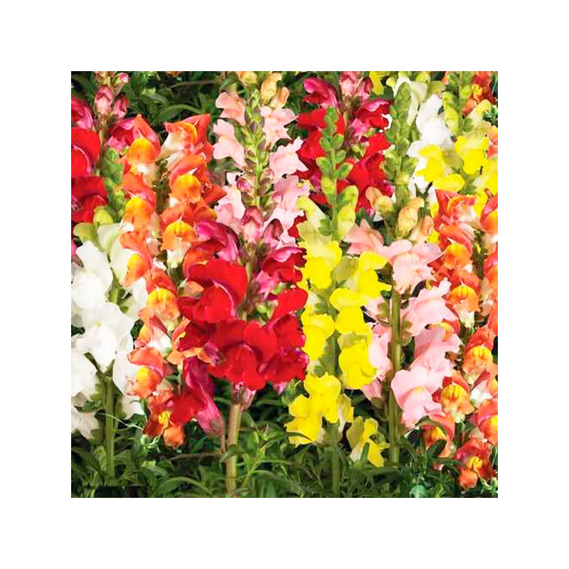  Dogo 1000 Semillas Antirrhinum majus Snapdragon Arrow Mix, Flor, Maceta, Syngenta 68.644068 Dogo 1000 Semillas Antirrhinum maju