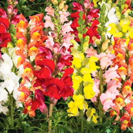  Dogo 1000 Semillas Antirrhinum majus Snapdragon Arrow Mix, Flor, Maceta, Syngenta 68.644068 Dogo 1000 Semillas Antirrhinum maju